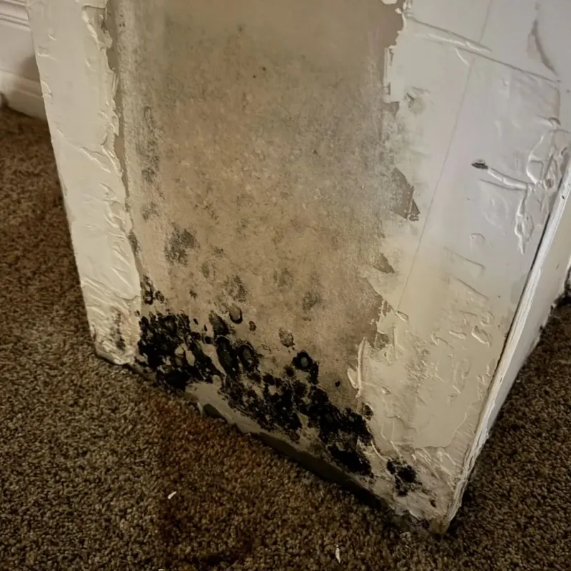Professional Mold Removal in Hancock County, WV